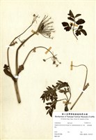 藏品(南湖當歸)的圖片